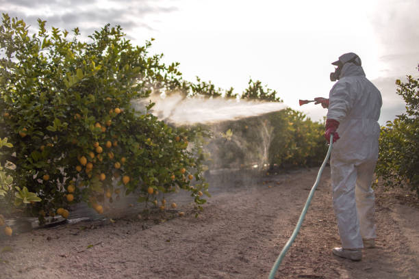 Best Wasp Removal Services  in Wentzville, MO